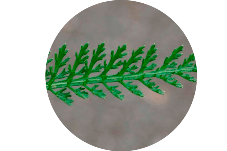 أوراق Achillea Millefolium - تكوين Normadex