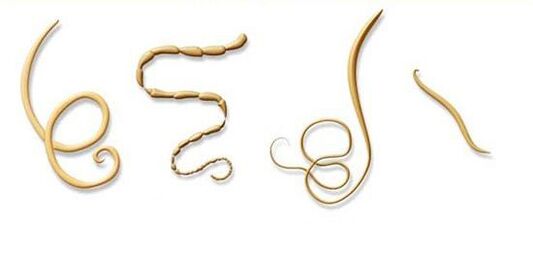 الأنواع الأكثر شيوعا من الطفيليات