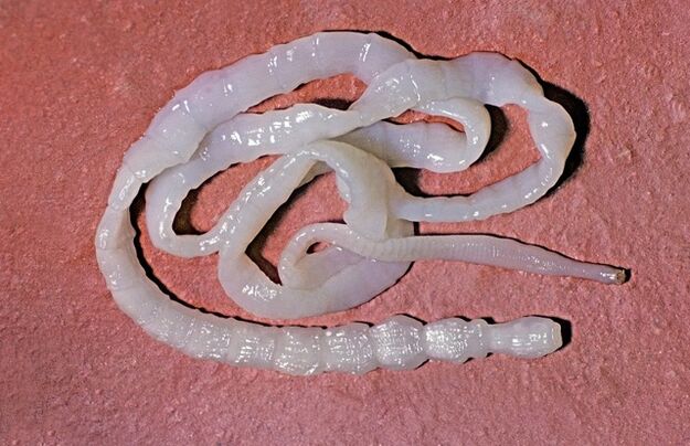 كيف تبدو الدودة الشريطية الثور؟